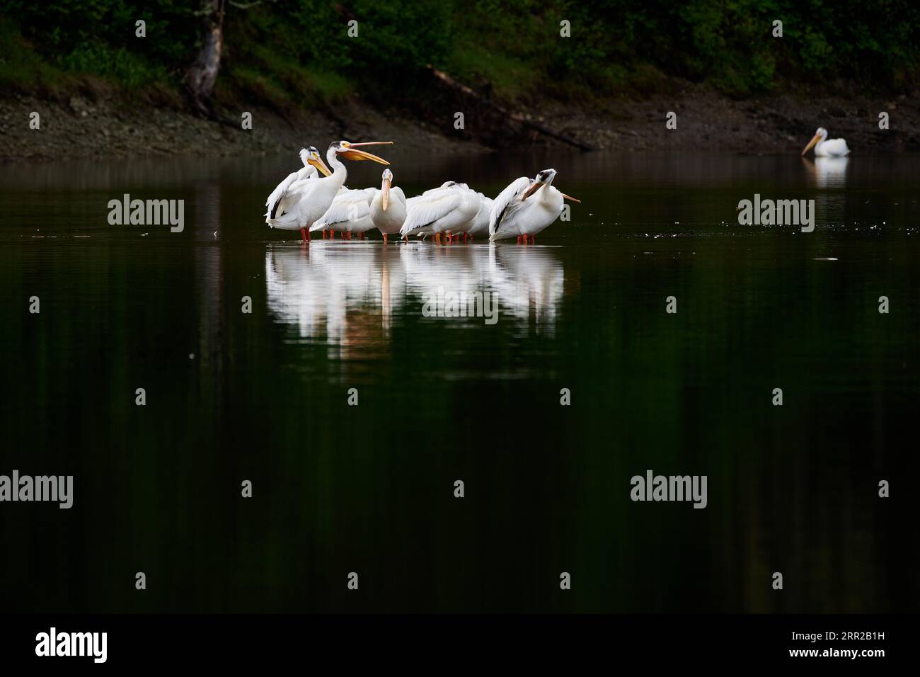 Groupe de pélicans blancs d'Amérique, Pelecanus erythrorhynchos à Snake River, parc national de Grand Teton, Wyoming, États-Unis d'Amérique Banque D'Images