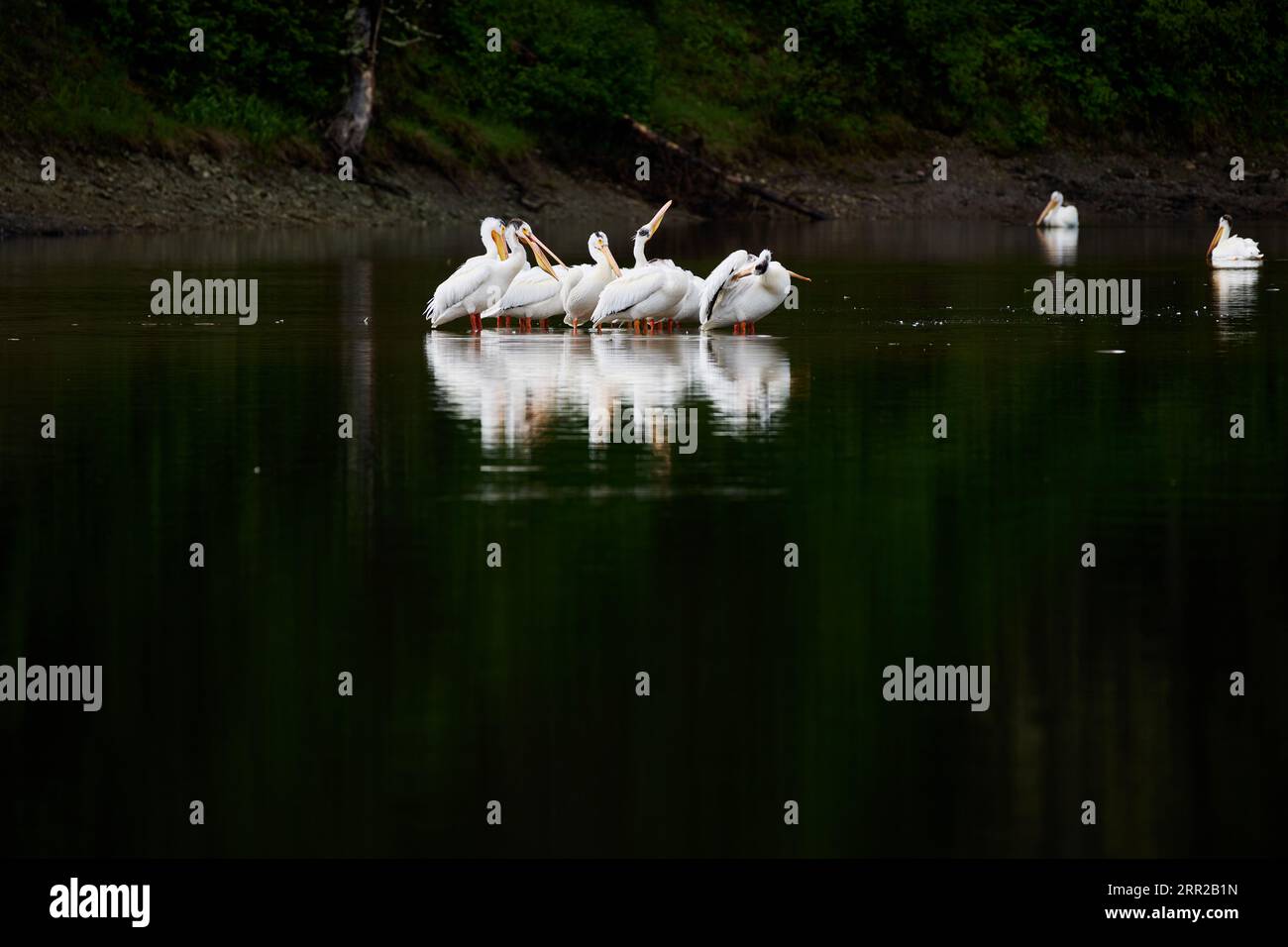 Groupe de pélicans blancs d'Amérique, Pelecanus erythrorhynchos à Snake River, parc national de Grand Teton, Wyoming, États-Unis d'Amérique Banque D'Images