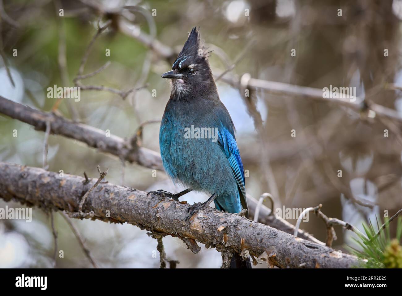 Steller's Jay ( Cyanocitta stelleri ), Yellowstone National Park, Wyoming, États-Unis d'Amérique Banque D'Images