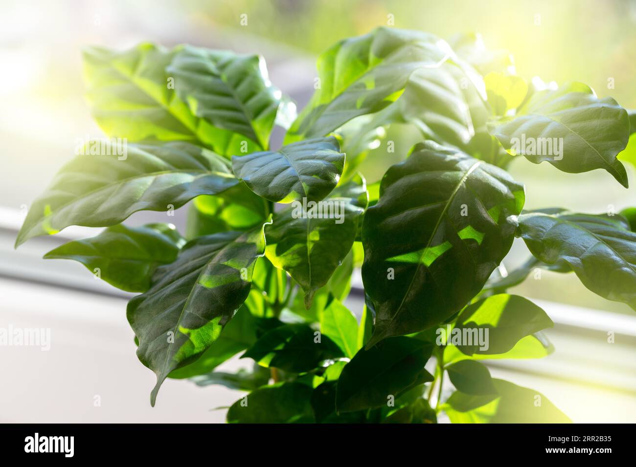 Plante de café arabica dans une casserole de céramique blanche sur le seuil de la fenêtre Banque D'Images