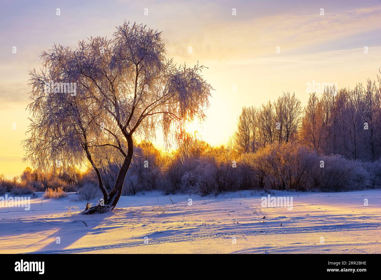 Beau paysage d'hiver avec forêt, arbres couverts de neige et lever du soleil. Paysage d'hiver violet avec coucher de soleil. Banque D'Images