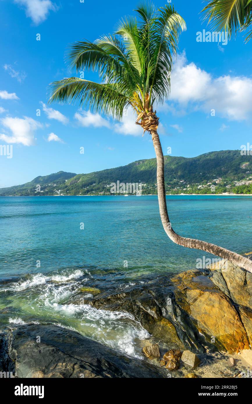 Palmier sur la plage de beau Vallon, paysage de plage de sable tropical sur l'île de Mahé, Seychelles Banque D'Images