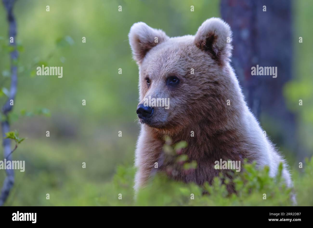 L'ours brun (Ursus arctos) balade le long du lac dans la taïga, Karelien, Finlande, Scandinavie Banque D'Images