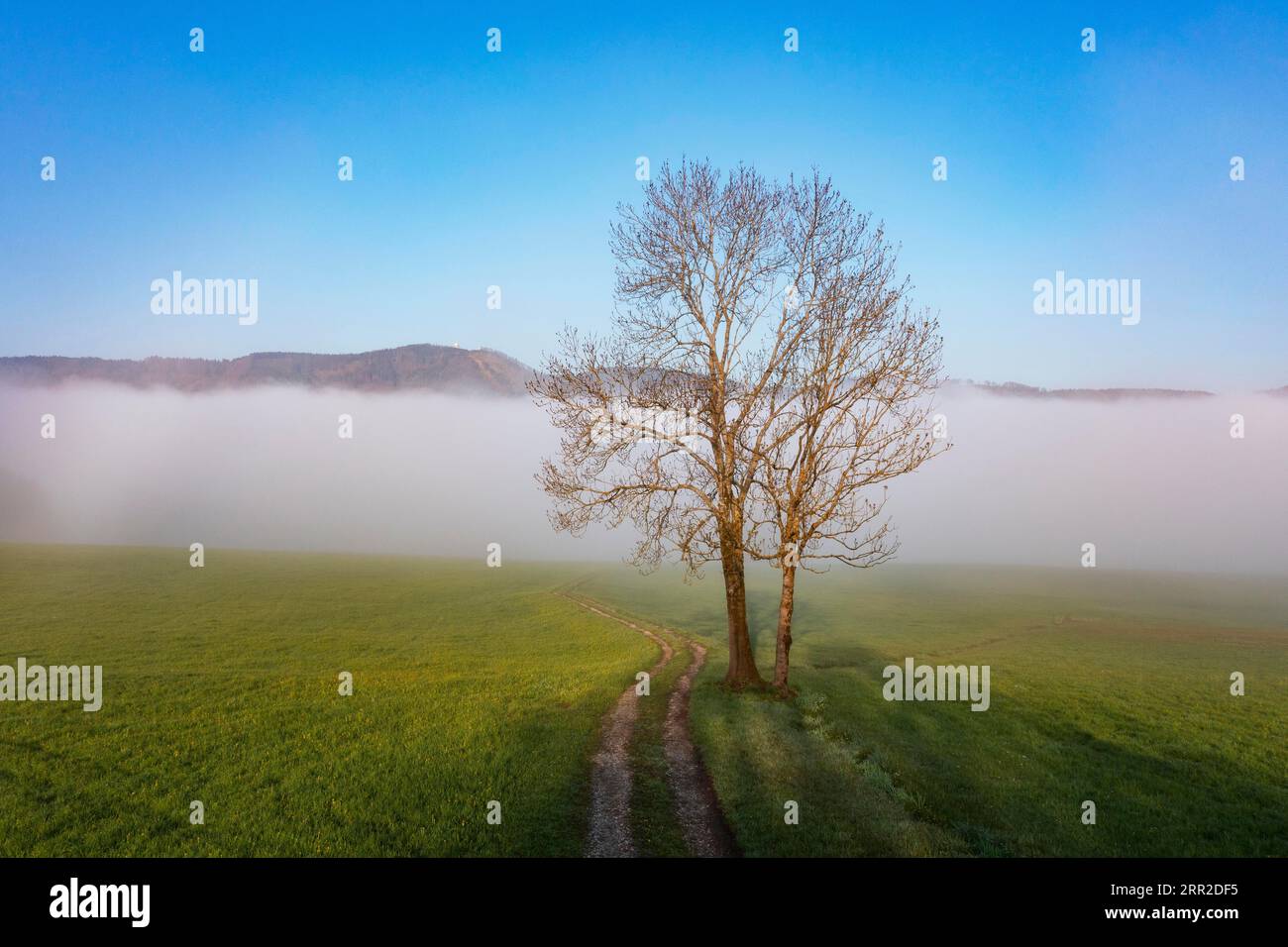 Autriche, haute-Autriche, Salzkammergut Mondseeland, chemin de prairie avec groupe d'arbres dans la brume matinale, tir de drone, terrain public Banque D'Images