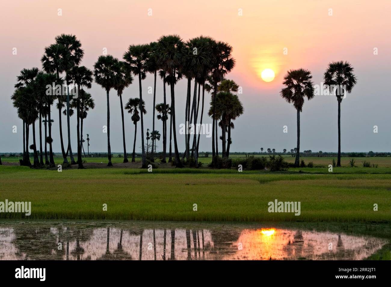 Coucher de soleil, rizières, palmiers, Cambodge, Asie du Sud-est Banque D'Images