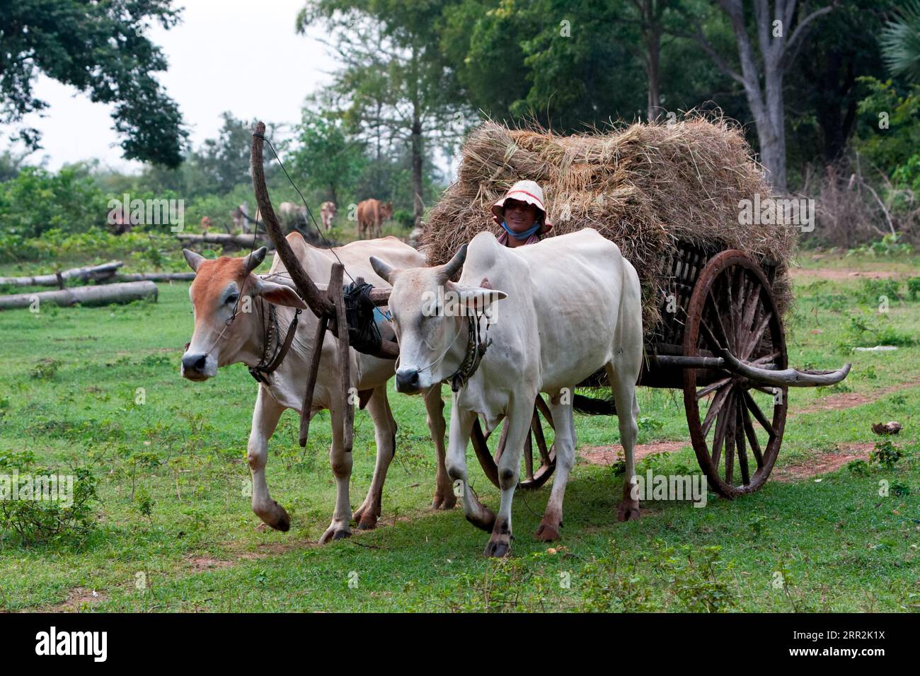 Oxcart, Cambodge, Asie du Sud-est Banque D'Images