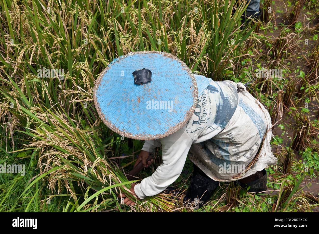 Recolte Riz Rice harvest bali Banque de photographies et d’images à haute ...