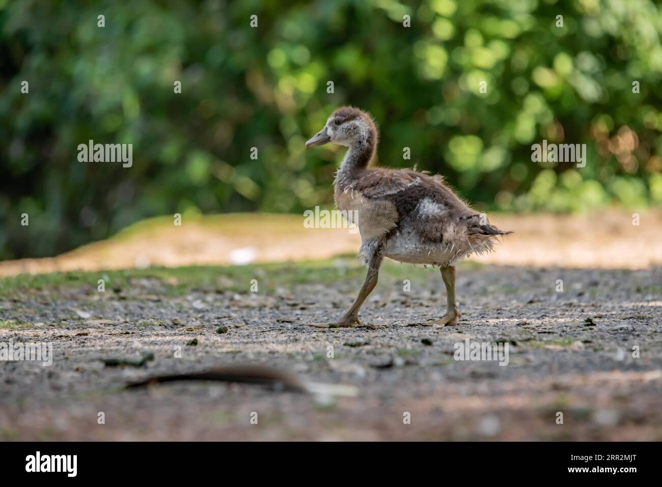 Poussins d'oie égyptiens à l'étang Banque D'Images