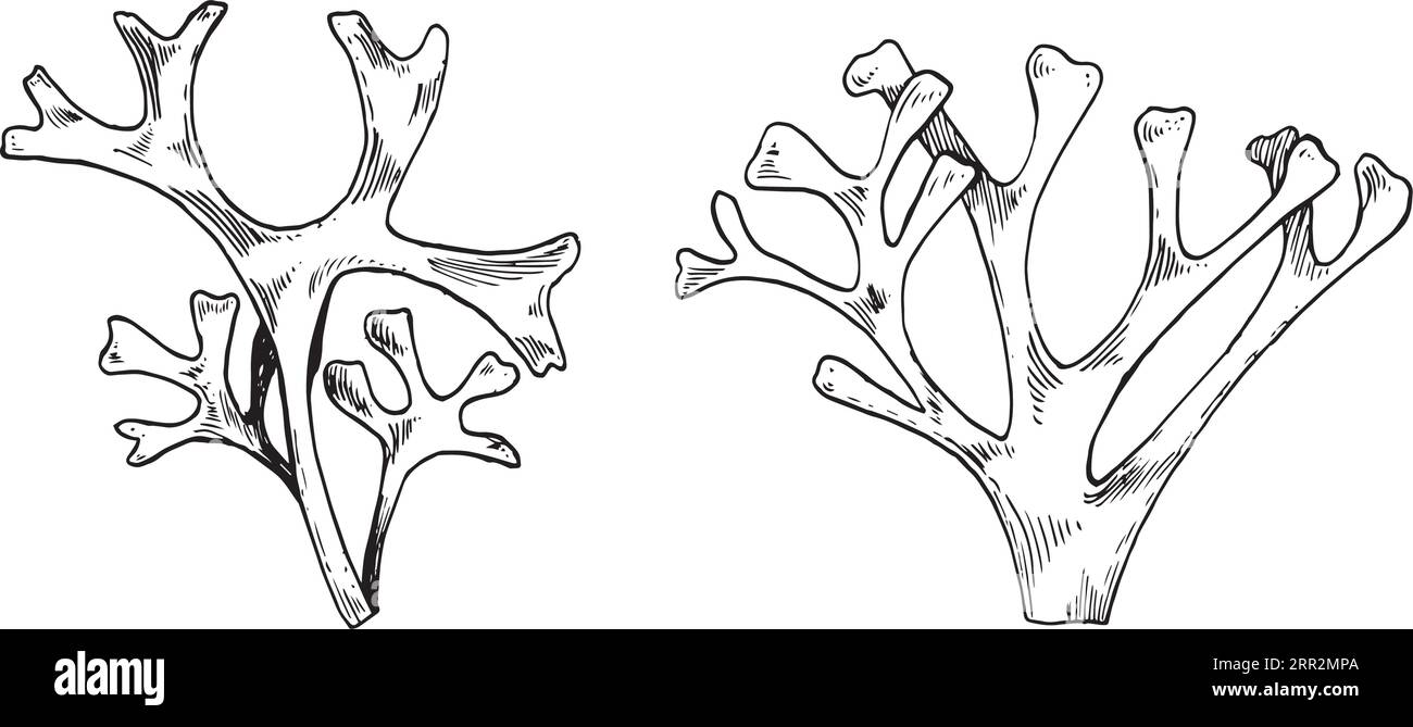 Plante marine rhodymenia encre illustration dessinée à la main isolée sur fond blanc. Algue palmata, vecteur de ligne rouge dulse noir blanc. Elément de conception pour Illustration de Vecteur