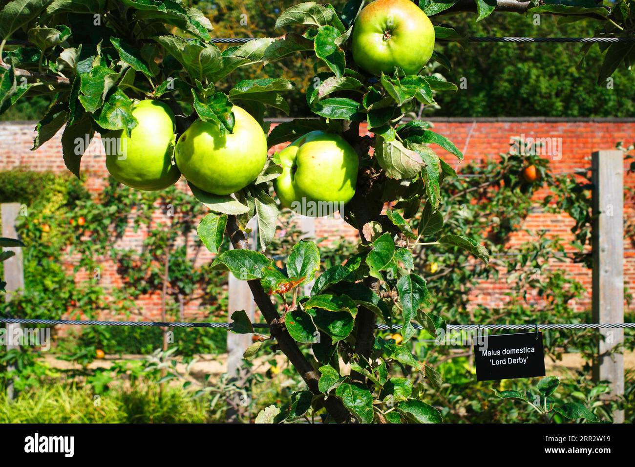 Pommes espalières poussant dans le Kirkleatham Murded Garden, il s'agit de Malus domestica Lord Derby Banque D'Images