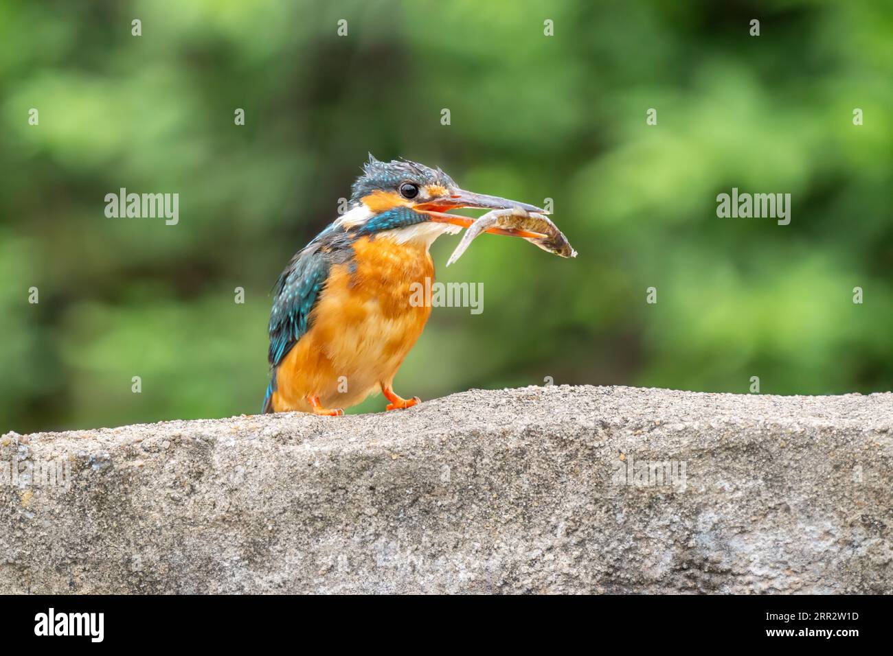 Gros plan d'un martin-pêcheur bleu mangeant un poisson assis sur une pierre pendant le temps de printemps sur une journée ensoleillée Banque D'Images