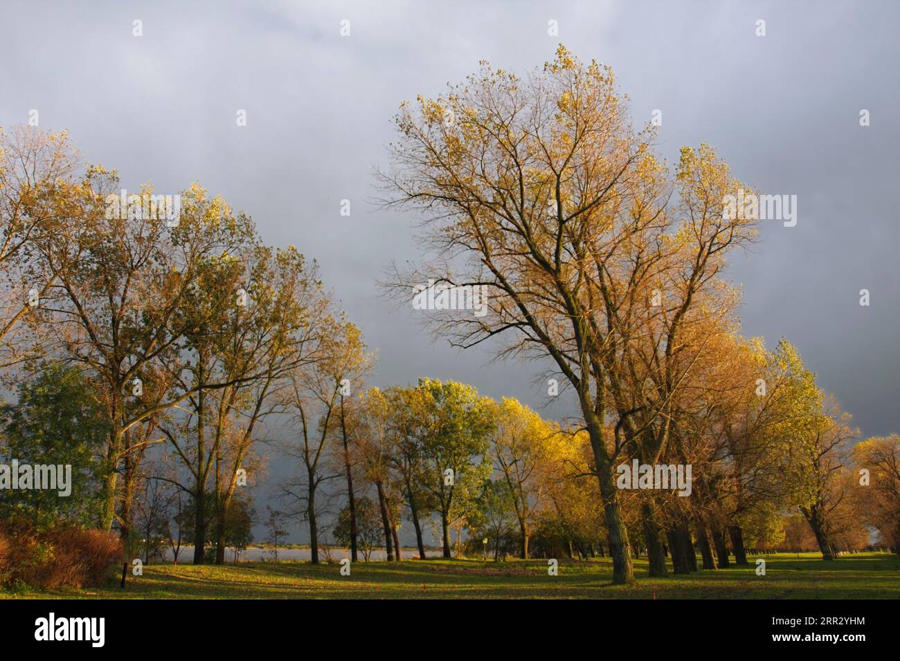 Galerie forêt en automne sur le Unterweserinsel Strohauser plate, Strohauser plate, Wesermarsch district, Basse-Saxe, Allemagne Banque D'Images