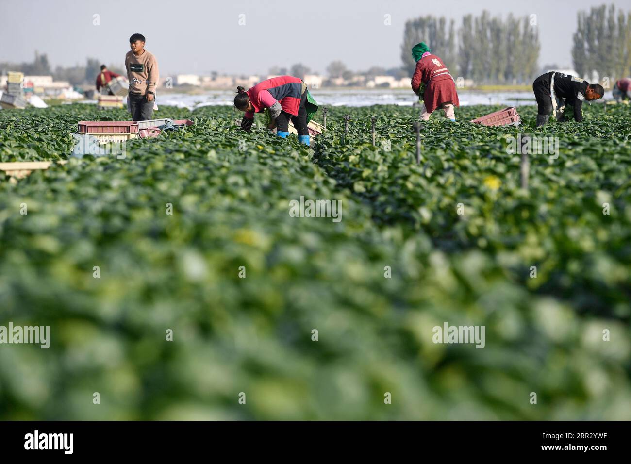 201018 -- YINCHUAN, 18 octobre 2020 -- des gens récoltent des légumes dans une plantation de légumes dans la région autonome hui de Ningxia, au nord-ouest de la Chine, 17 octobre 2020. La production annuelle de légumes approvisionnant le marché de Hong Kong a dépassé 30 000 000 tonnes. Les cueilleurs des provinces du Yunnan et du Guizhou du sud-ouest de la Chine ont été occupés avec la récolte de légumes ici. CHINE-NINGXIA-LÉGUMES-RÉCOLTE CN WangxPeng PUBLICATIONxNOTxINxCHN Banque D'Images