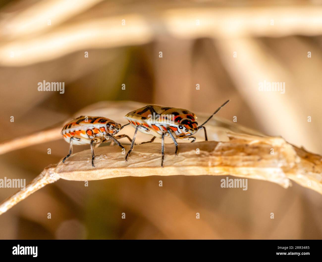 Photo macro à angle bas montrant deux nymphes de bogues de graines sur la tige de sere Banque D'Images