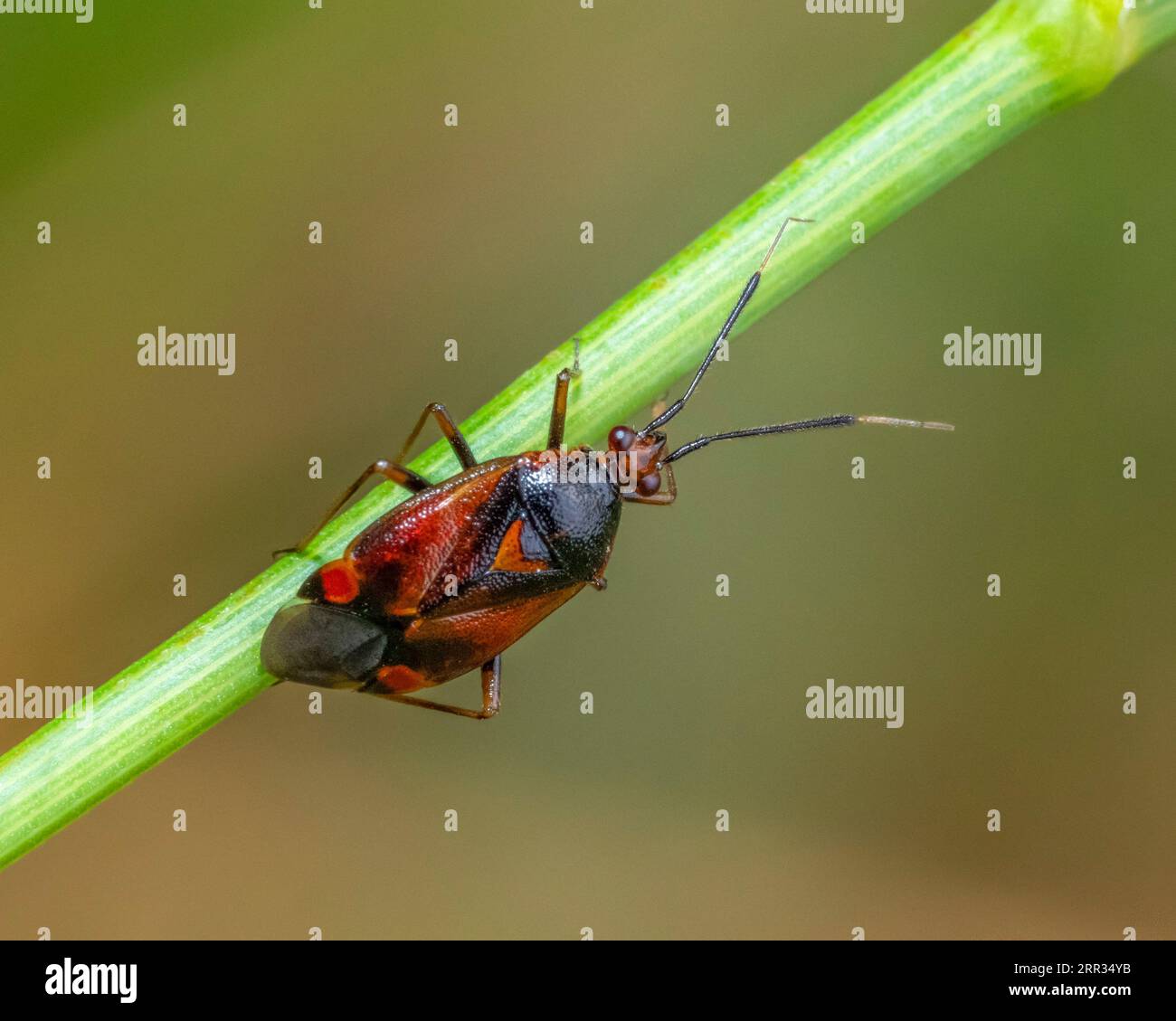 Macro shot d'un bug mirid sur tige verte dans le dos flou Banque D'Images