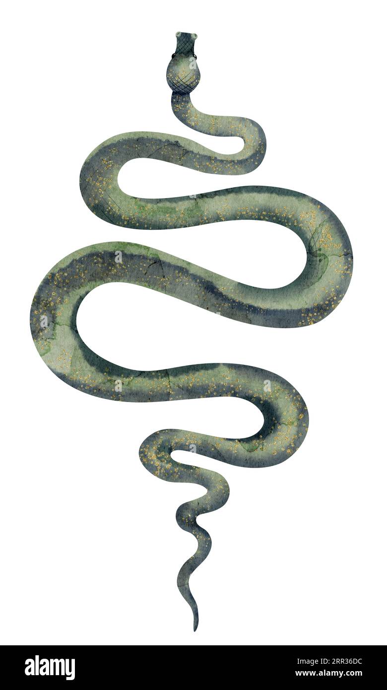 Serpent sur fond isolé blanc. Illustration aquarelle de serpent venimeux. Clip art dessiné à la main de Viper occulte. Dessin de python vert. Croquis d'un animal venimeux cobra. Peinture d'anaconda. Banque D'Images