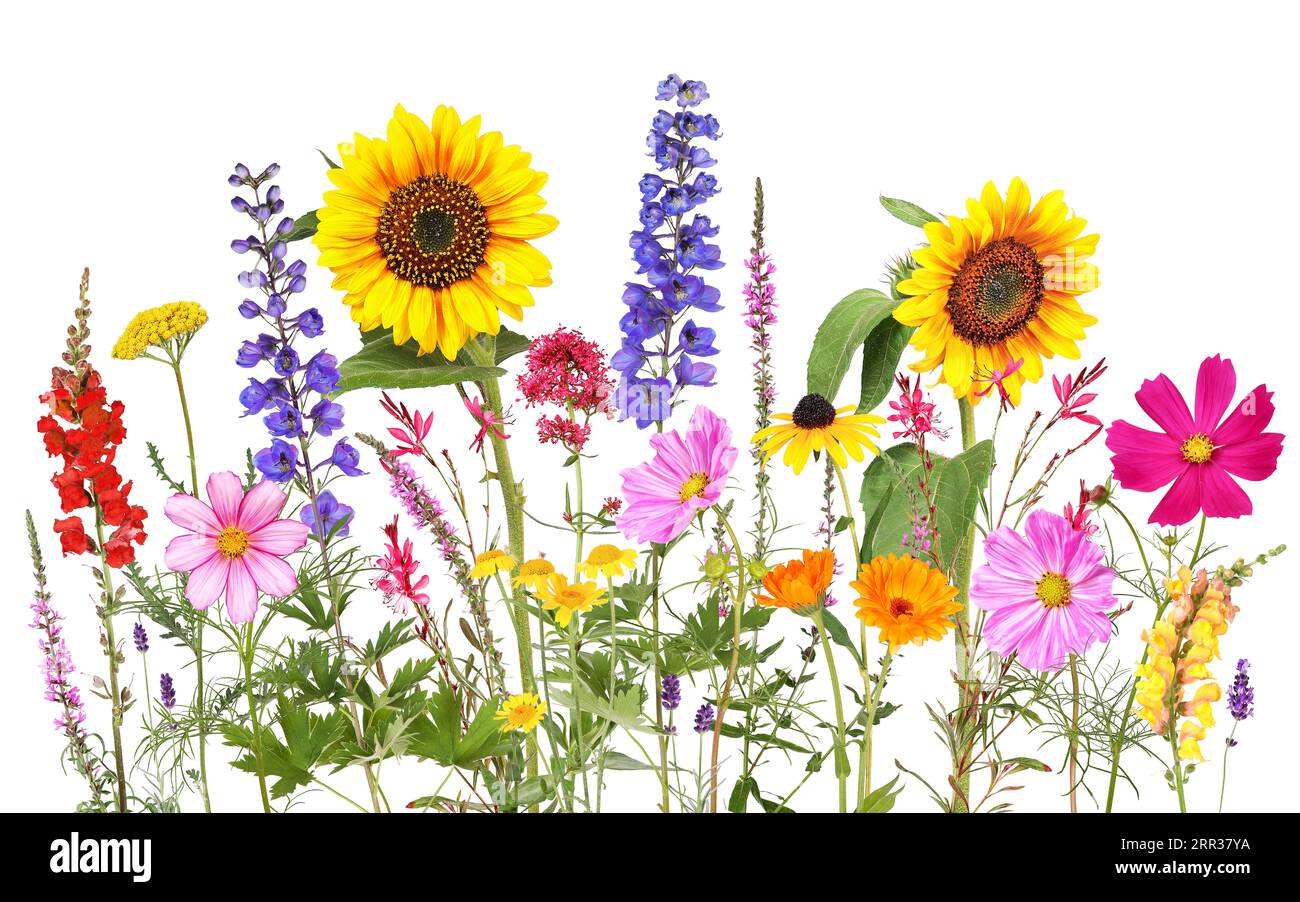 Fleurs d'été colorées avec fond transparent Banque D'Images