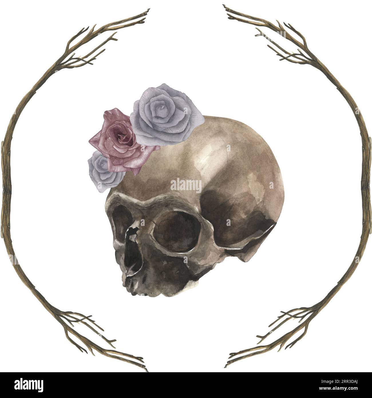 Illustration à l'aquarelle d'un crâne, de roses et de branches sèches. Dessiné à la main, isolé sur fond blanc Banque D'Images