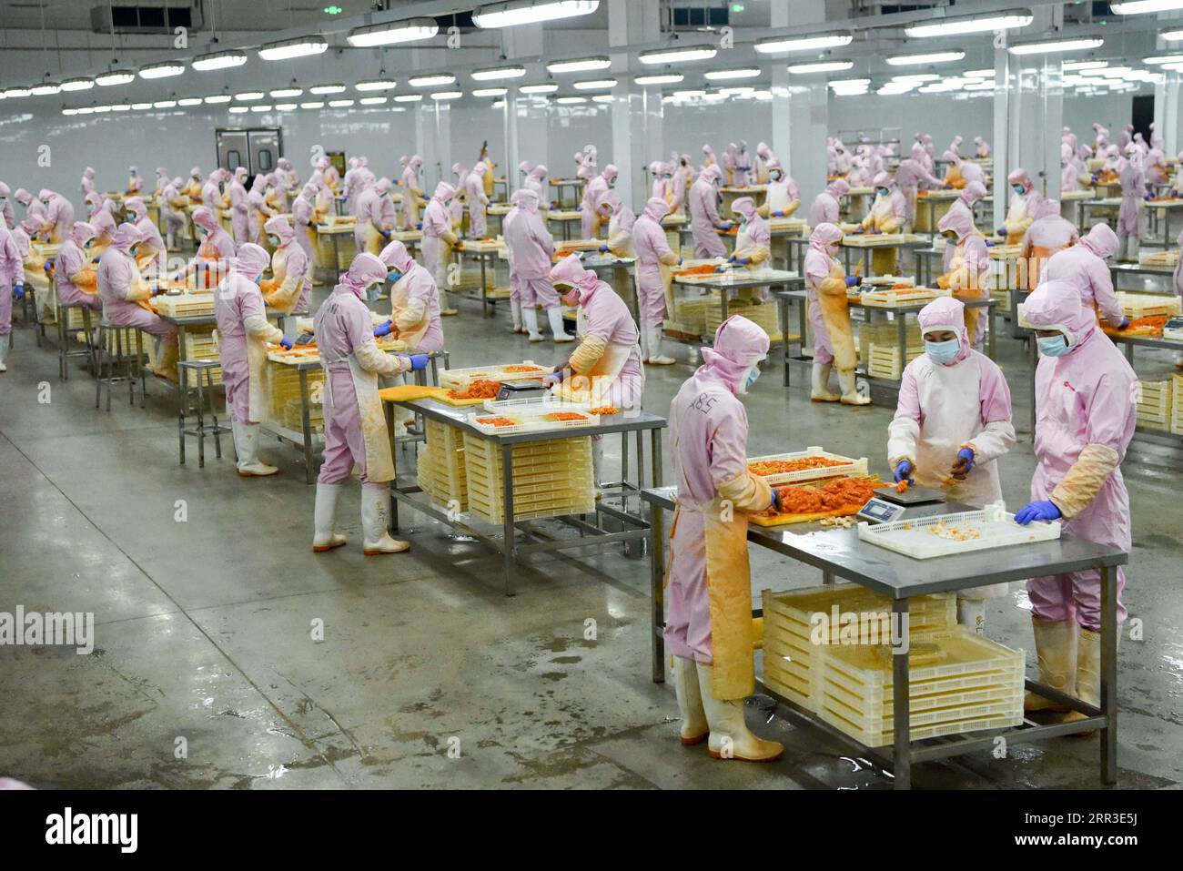 201031 -- MOYU, 31 octobre 2020 -- des employés préparent des matières premières alimentaires dans une usine de transformation du groupe Meibite dans le comté de Moyu, dans la région autonome ouïgour du Xinjiang, au nord-ouest de la Chine, 31 octobre 2020. Au cours des dernières années, les autorités locales du comté de Moyu ont activement introduit et développé des entreprises de premier plan pour augmenter les revenus des gens et les aider à se débarrasser de la pauvreté. En avril 2019, avec le soutien des autorités locales, Meibite Group, une entreprise leader dans le secteur des produits agricoles, a démarré ses activités à Moyu, aidant les ménages pauvres enregistrés à augmenter leurs revenus. À l'heure actuelle, local em Banque D'Images