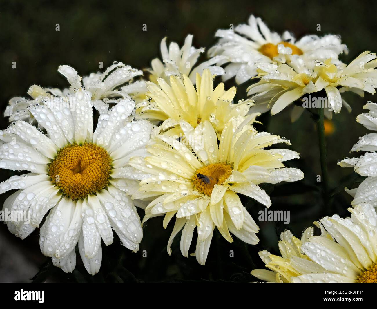 Gros plan de marguerites blanches (Anthemis) dans le jardin à la française avec des gouttes de pluie sur les pétales Banque D'Images
