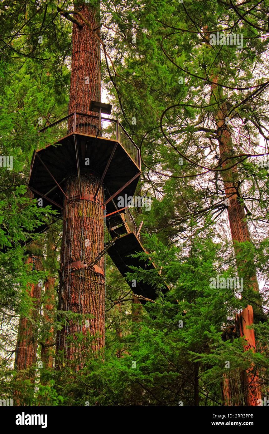 En faisant l'aventure Treetops au Capilano suspension Bridge Park à Vancouver, je me suis senti comme un enfant à nouveau. Banque D'Images