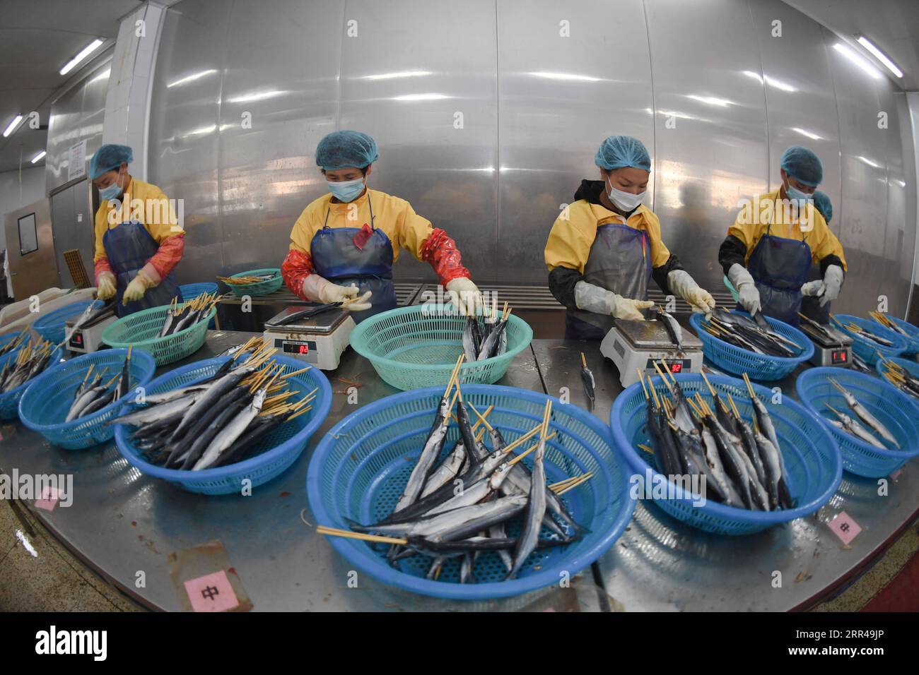 201126 -- XIAPU, 26 novembre 2020 -- des travailleurs transforment le poisson dans une entreprise de la ville de Sansha, comté de Xiapu, province du Fujian dans le sud-est de la Chine, 26 novembre 2020. En optimisant les procédures d’exportation, Xiapu a réduit le délai moyen de remboursement de la taxe à l’exportation à moins de cinq jours ouvrables, ce qui aide efficacement les entreprises exportatrices à mieux fonctionner. CHINE-FUJIAN-XIAPU-PRODUITS AQUATIQUES-EXPORTATION CN SONGXWEIWEI PUBLICATIONXNOTXINXCHN Banque D'Images