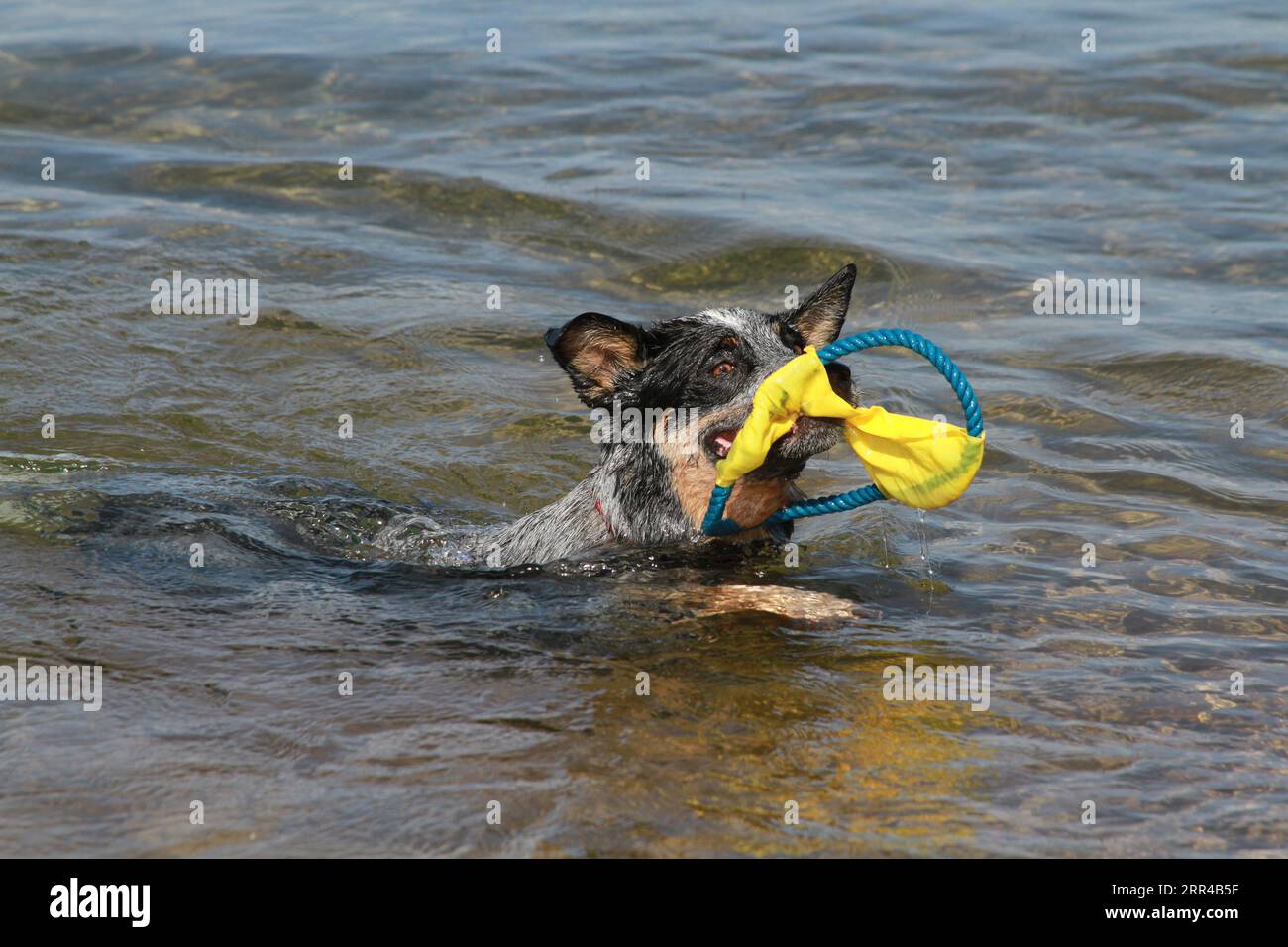 Chien de bétail australien nageant dans le lac avec Frisbee dans la bouche Banque D'Images