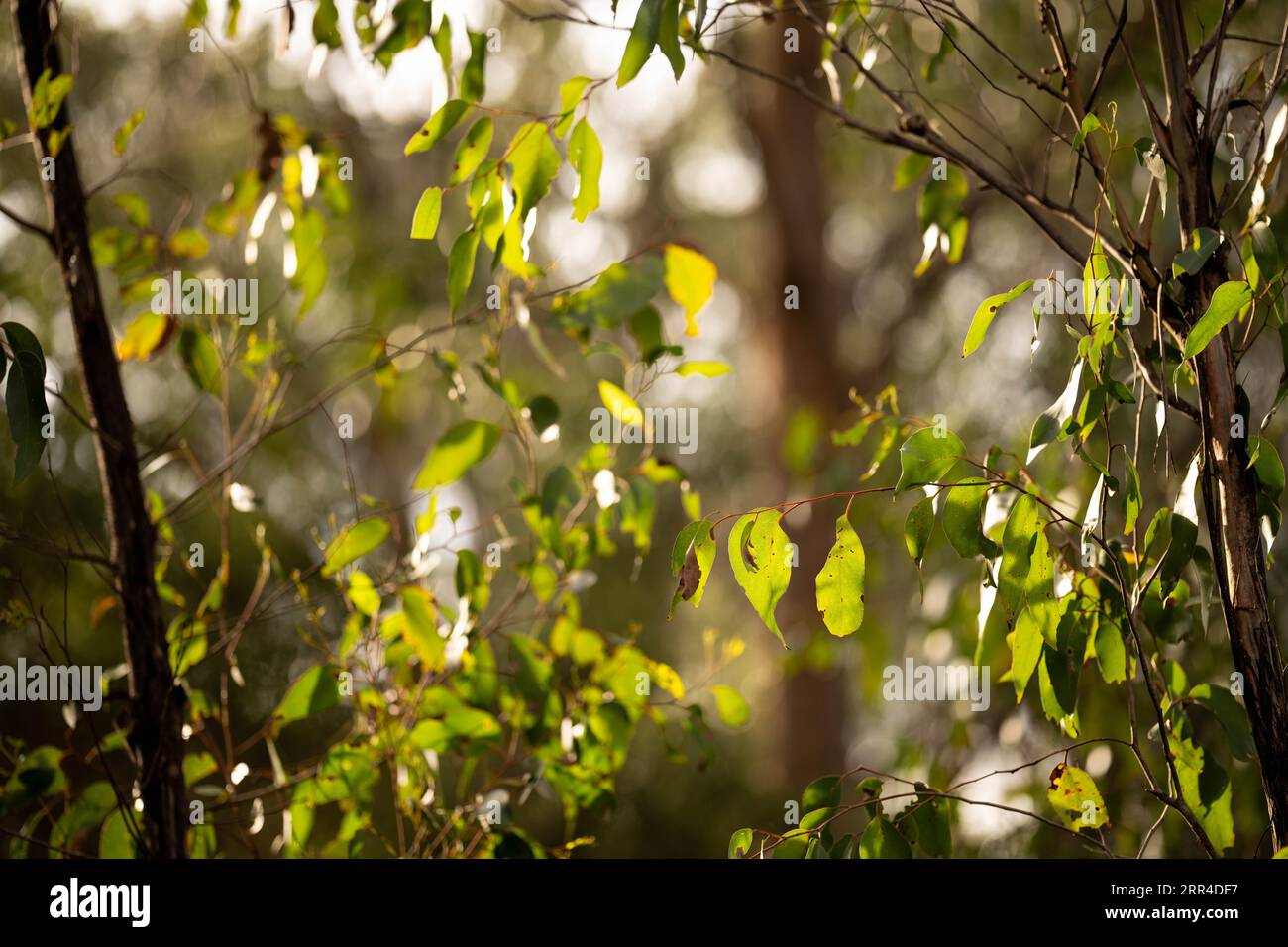 feuilles de gomme sur un arbre en australie au printemps Banque D'Images