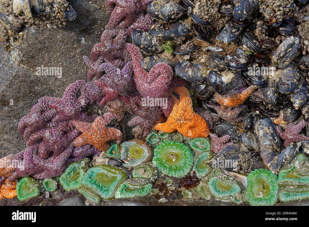 Vie marine dans un bassin à marée sur la côte de l'Oregon Banque D'Images