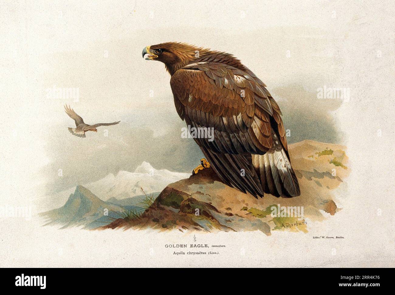 Un aigle doré (Aquila chrysaetos), chromolithographie de W. Greve d'après Archibald Thorburn c1885. Banque D'Images