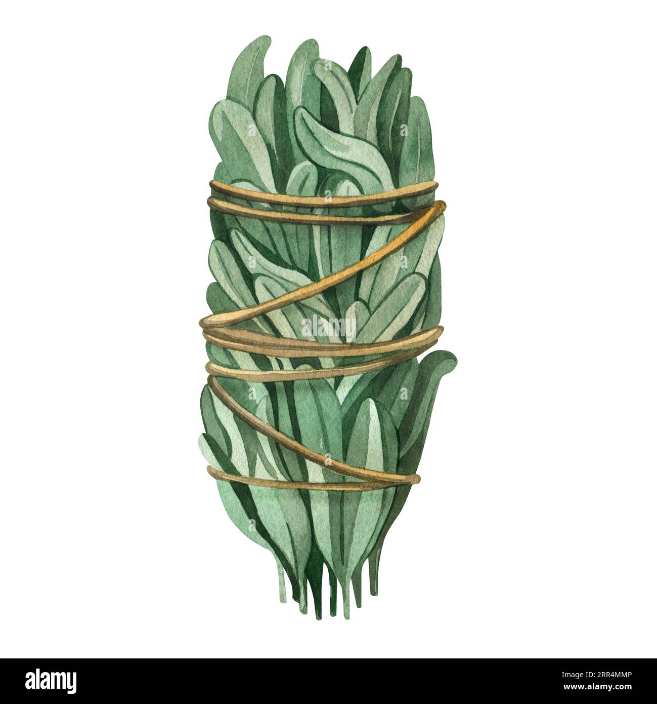 Un bouquet de sauge blanche pour fumigation et divination, peint à l'aquarelle verte et brune sur fond blanc. Convient pour l'impression sur tissu, pap Banque D'Images