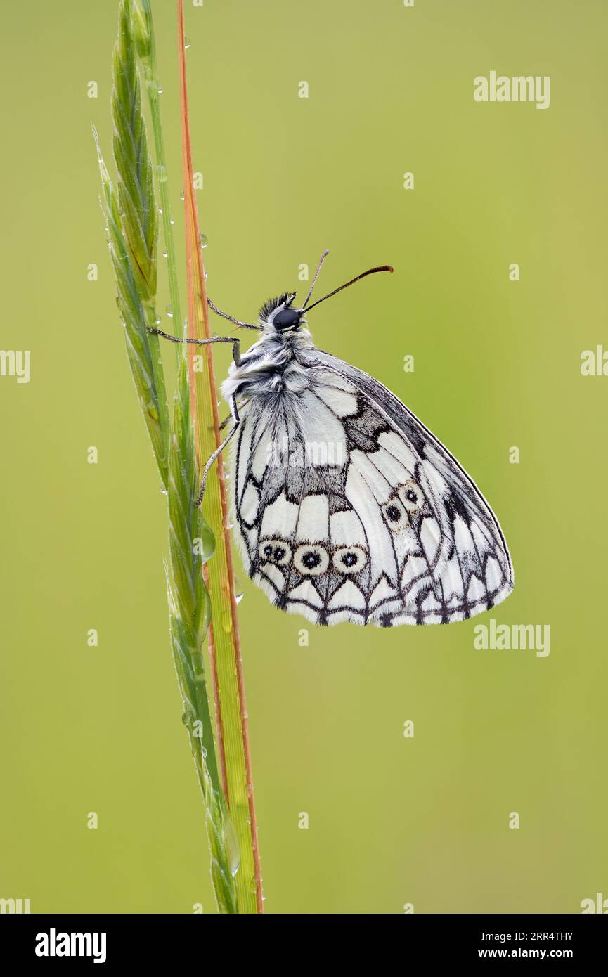 État vierge papillon blanc marbré (Melanargia galathea) couvert de gouttes de pluie Banque D'Images