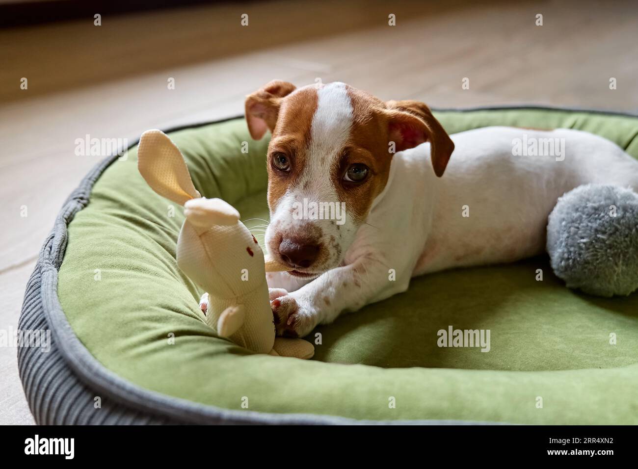 Drôle Jack Russell terrier chiot allongé sur un lit de chien, jouant et mordant son jouet. Mignon adorable chien blanc avec des taches de fourrure brunes drôles se trouvant sur le pi Banque D'Images