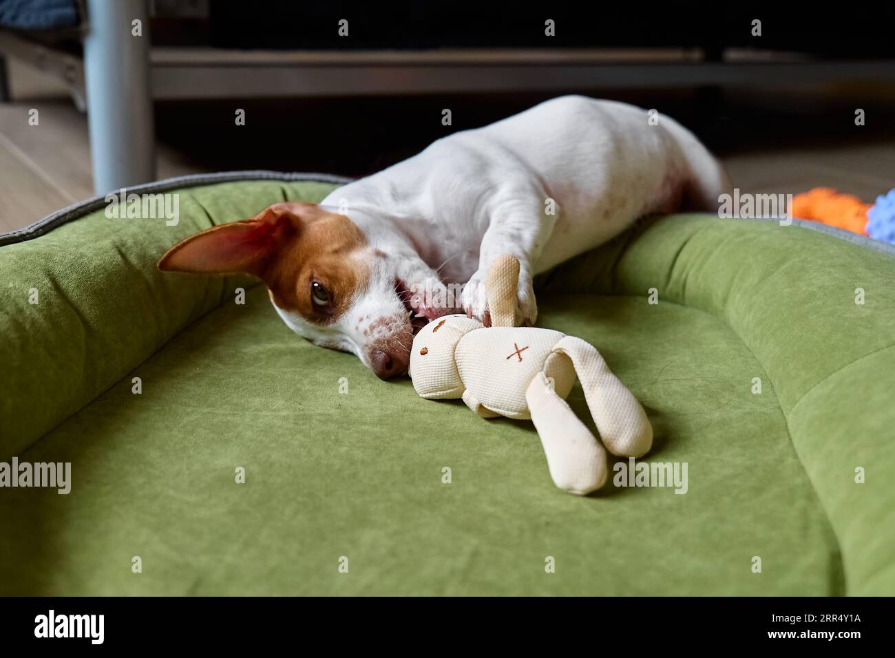 Drôle Jack Russell terrier chiot allongé sur un lit de chien, jouant et mordant son jouet. Mignon adorable chien blanc avec des taches de fourrure brunes drôles se trouvant sur le pi Banque D'Images