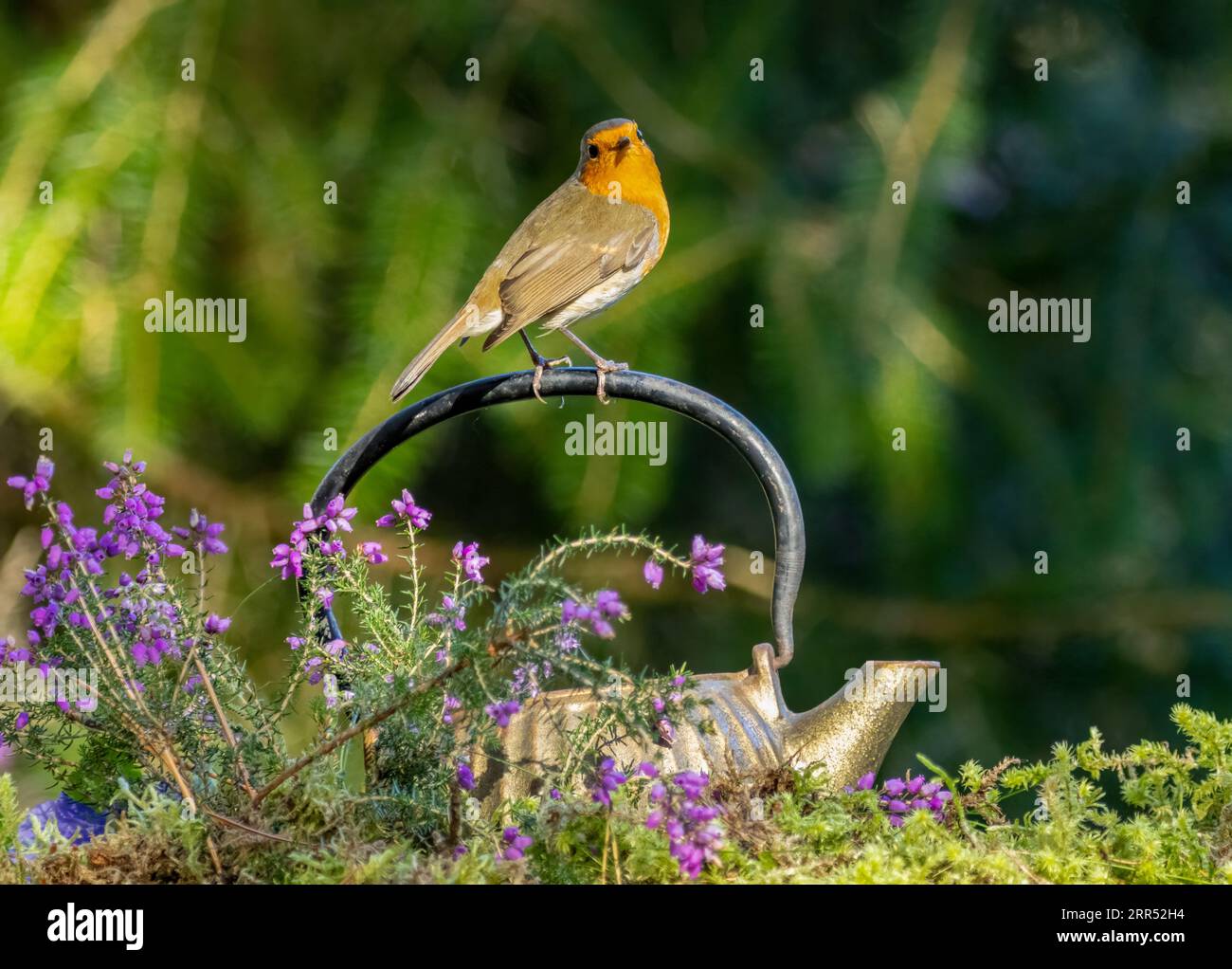 Robin Redbreast oiseau dans la forêt perché sur la poignée d'une vieille théière antique dans la forêt parmi la mousse et la bruyère pourpre et la forêt naturelle Banque D'Images