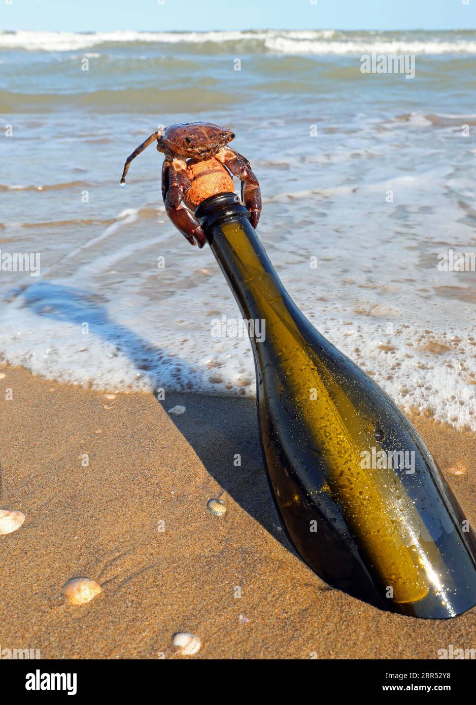 les crabes avec de grandes griffes protègent la bouteille avec le message secret à l'intérieur Banque D'Images