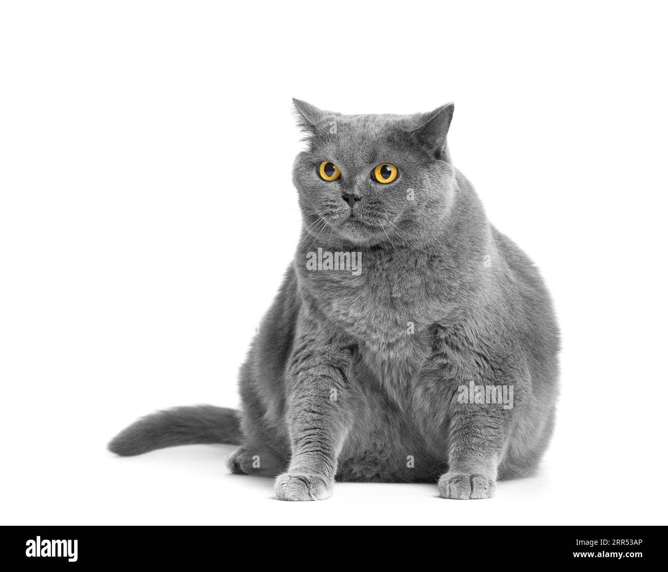 Un gros chat britannique gris avec de grands yeux jaunes est assis sur un fond blanc. Obésité du chat écossais. Banque D'Images