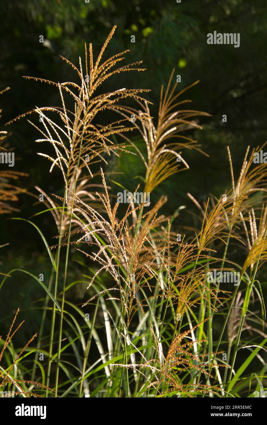 Gros plan sur les frondes Maiden Grass colorées en bronze en été Banque D'Images