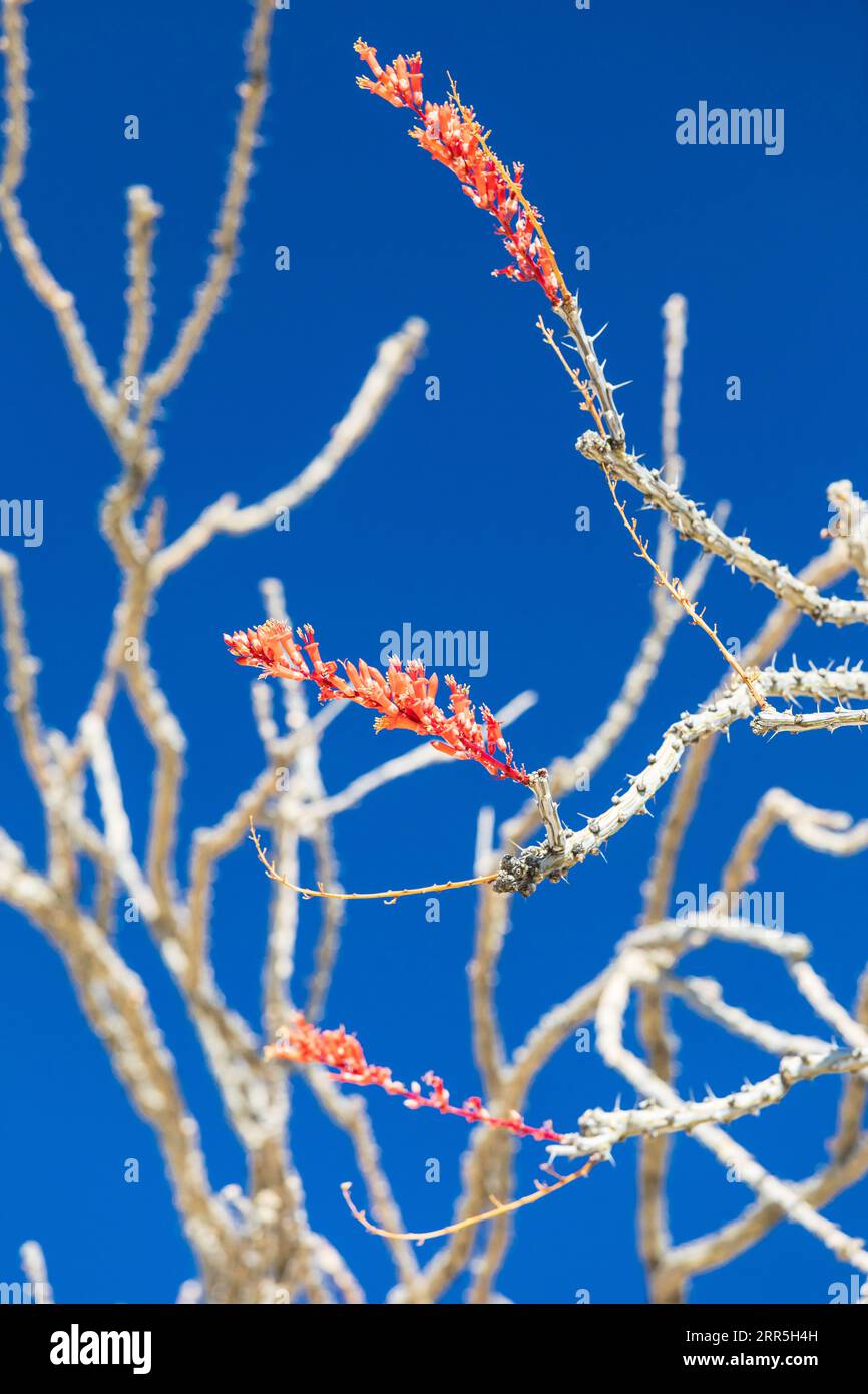 Parc national de Joshua Tree, Californie, États-Unis. Cactus Ocotillo en fleurs dans le parc national Joshua Tree. Banque D'Images