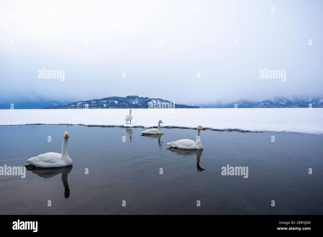 Cygnus cygnus (Cygnus cygnus), reflétés dans l'eau du lac Kussharo. Île de Hokkaido, Japon Banque D'Images