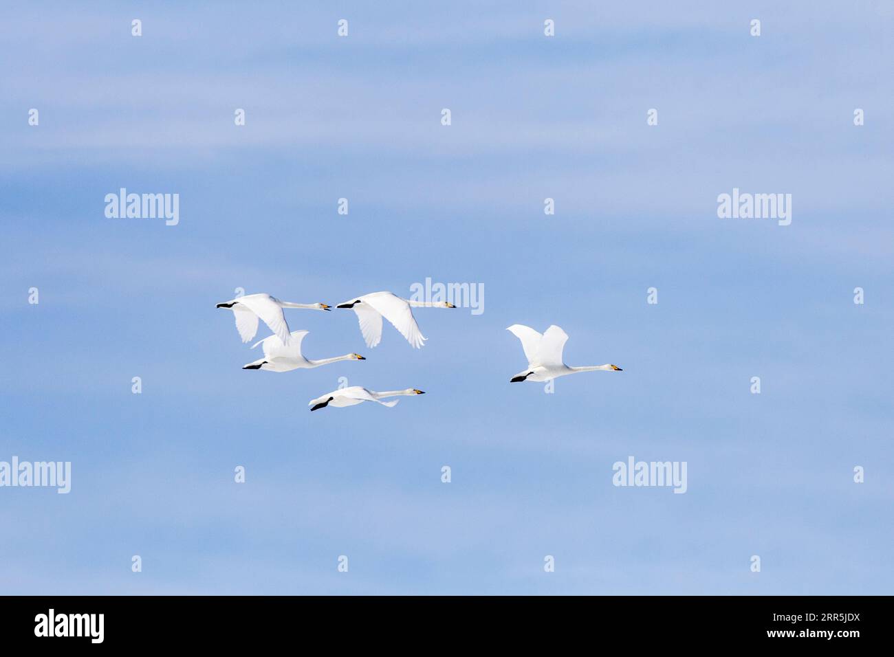 Cygnes-Ours (Cygnus cygnus), troupeau en vol. Groupe de 5 oiseaux en plein air contre un ciel bleu avec des nuages. Lac Kussharo, Hokkaido, Japon Banque D'Images