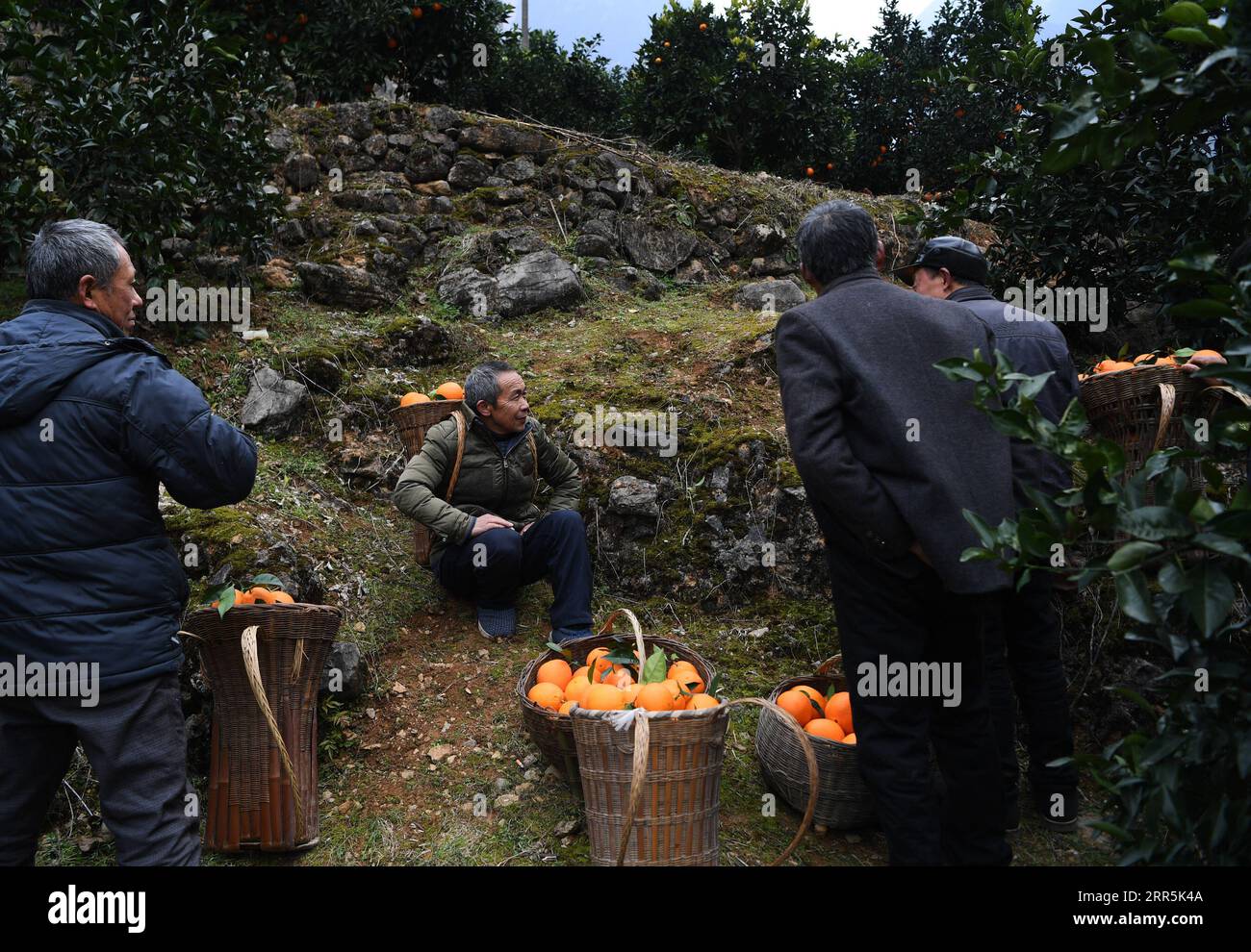 210109 -- WUSHAN, 9 janvier 2021 -- Mao Xianglin 2nd, L et les villageois prennent un repos au village de Xiazhuang, canton de Zhuxian, comté de Wushan dans le sud-ouest de la Chine, Chongqing, 7 janvier 2021. Pour ceux qui vivaient dans le village de Xiazhuang, il leur a fallu deux jours pour atteindre le comté le plus proche. Grâce aux efforts incessants de Mao Xianglin, le voyage onéreux est devenu une histoire. En 1997, Mao Xianglin, 38 ans, secrétaire de la branche PCC du village de Xiazhuang du Parti communiste chinois et chef du comité du village, a mobilisé les villageois pour construire une meilleure route vers le monde extérieur. Pour accélérer le Banque D'Images