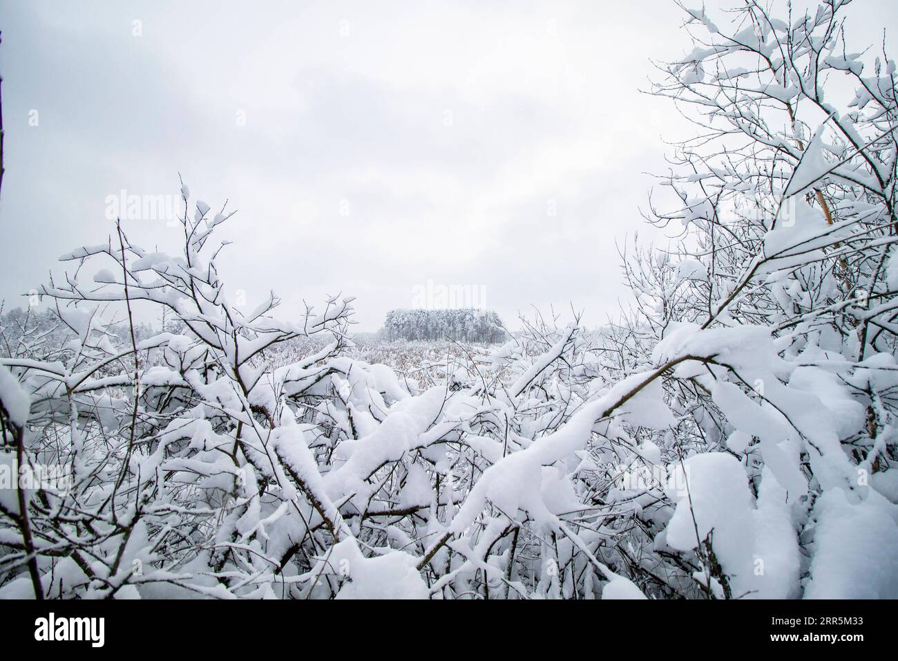 210110 -- MINSK, le 10 janvier 2021 -- la photo prise le 9 janvier 2021 montre le paysage de neige de Belovezhskaya Pushcha en Biélorussie. Photo de /Xinhua BELARUS-BELOVEZHSKAYA PUSHCHA-SNOW SCENERY SergeixProkhorov PUBLICATIONxNOTxINxCHN Banque D'Images