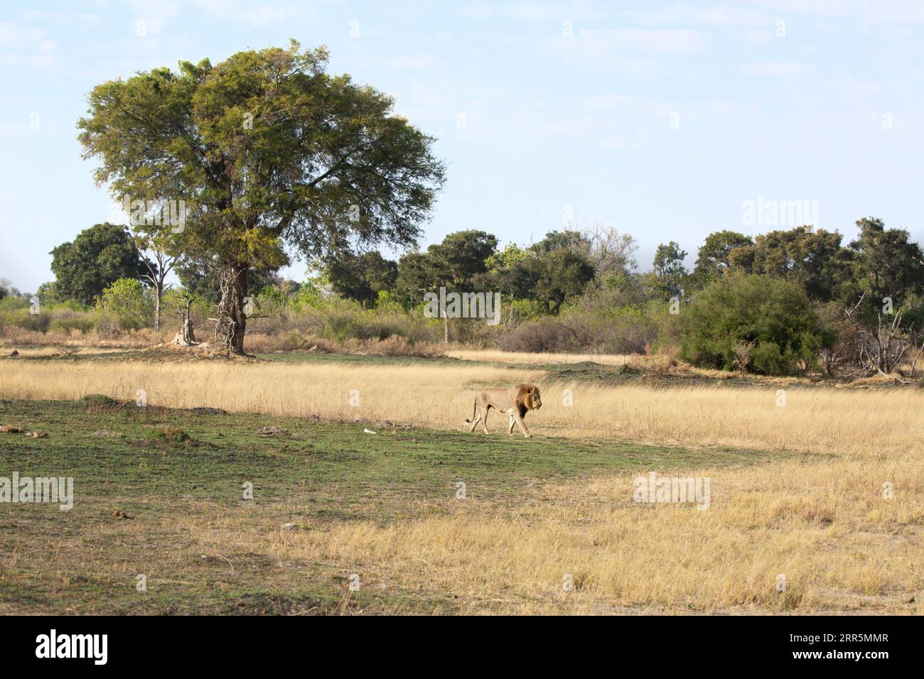 Un lion mâle solitaire est représenté marchant à travers la savane ouverte dans le delta de l'Okavango, au Botswana. Banque D'Images