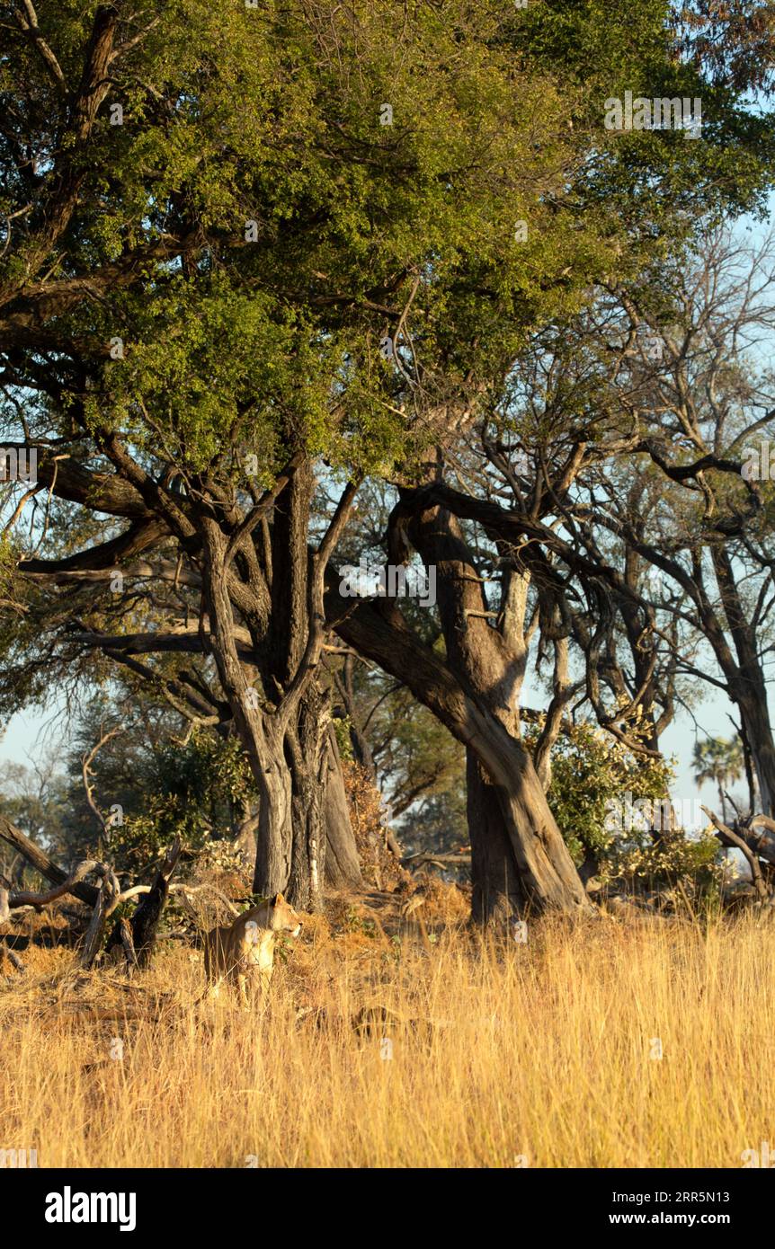 Une femme lionne patrouille dans la savane ouverte et les bois de la concession Kanana. Delta de l'Okavango, Botswana. Banque D'Images