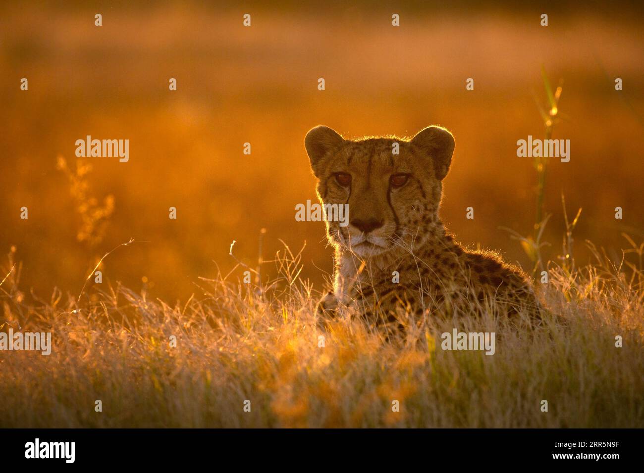 Un guépard est assis au sommet d'un monticule en regardant l'antilope se déplacer autour du veld ouvert environnant. Banque D'Images