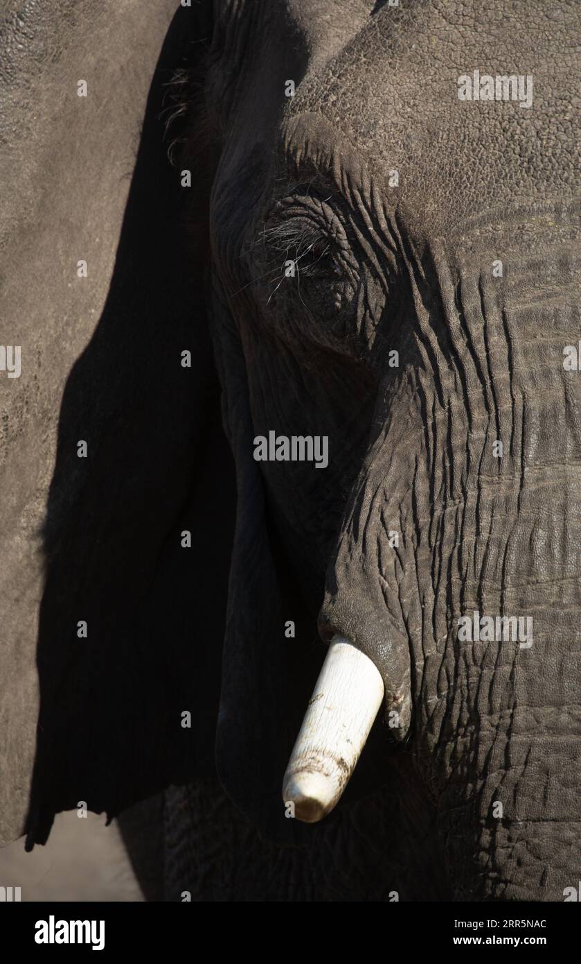 Profil latéral d'un visage d'éléphants africains montrant de longs cils, yeux, tronc et peau épaisse.Okavango Delta, Botswana. Banque D'Images