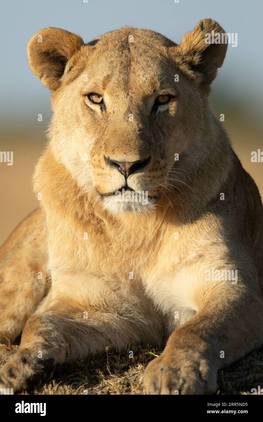 Gros plan du visage d'un lion dans la chaude lumière du matin. Banque D'Images