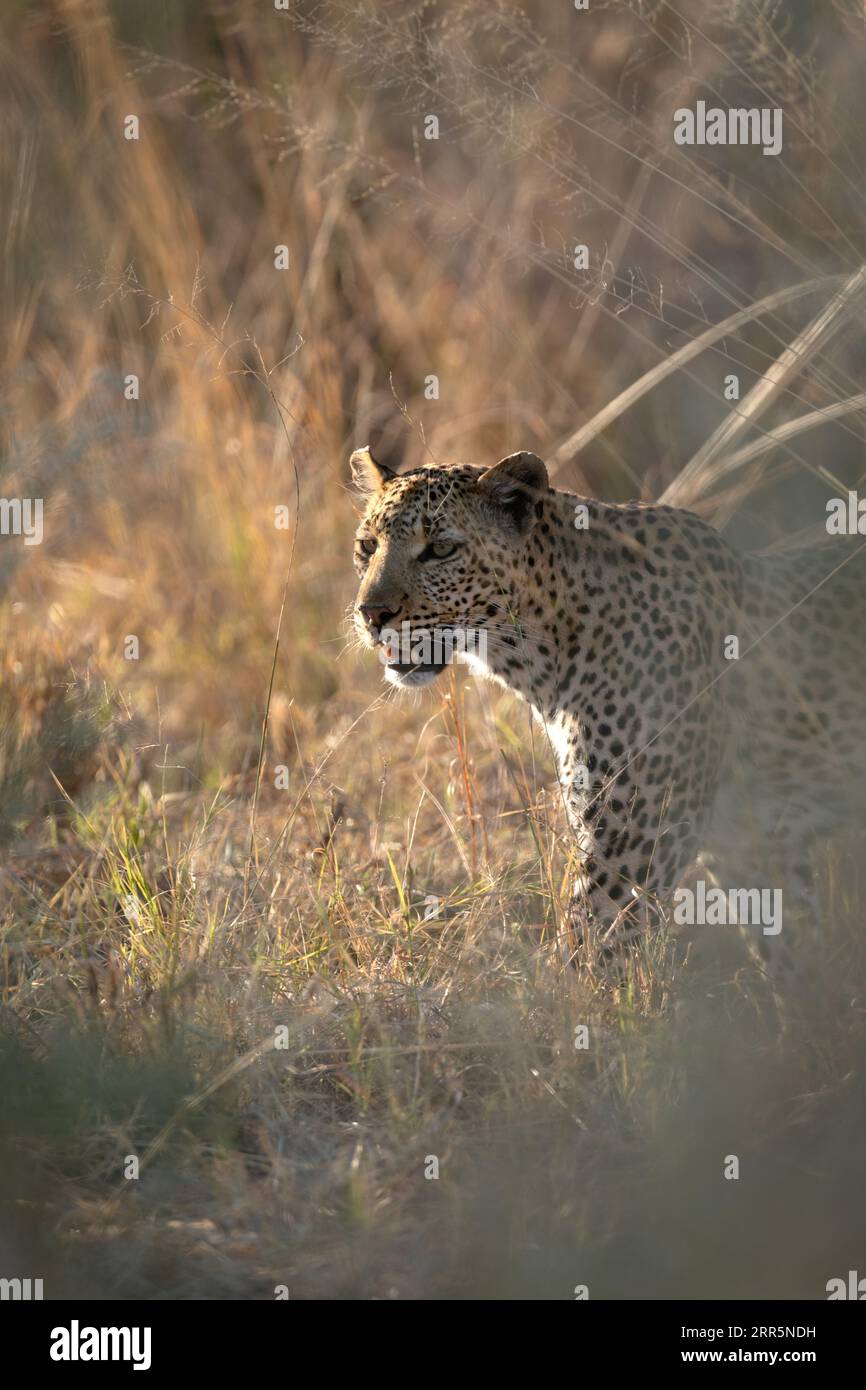 Un léopard marche à travers la longue herbe et la sauge sauvage le long d'une voie navigable dans la concession Kanana du delta de l'Okavango, Botswana. Banque D'Images