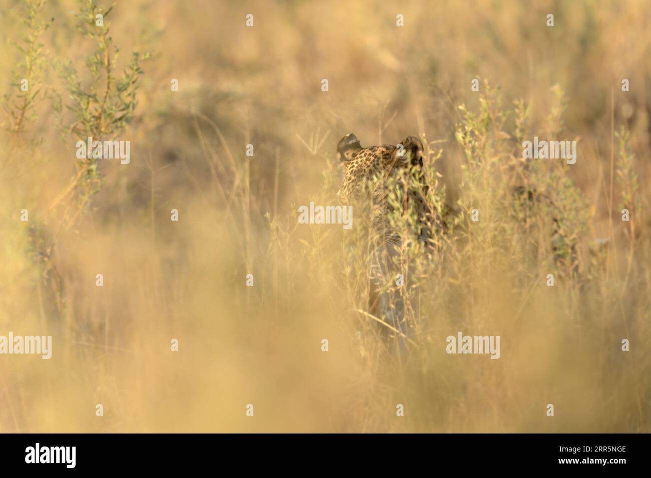 Un léopard est profondément camouflé dans un buisson épais alors qu'elle chasse un repas pour elle-même et un petit, Okavango Delta, Botswana. Banque D'Images